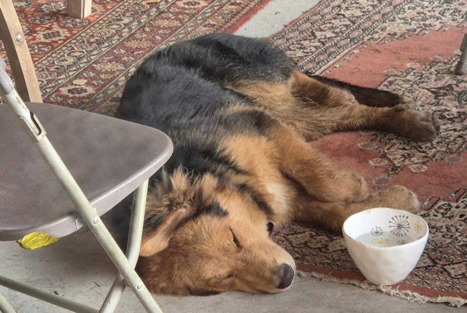 Fundmeldung Hund Männliche Notre-Dame-de-la-Mer Frankreich