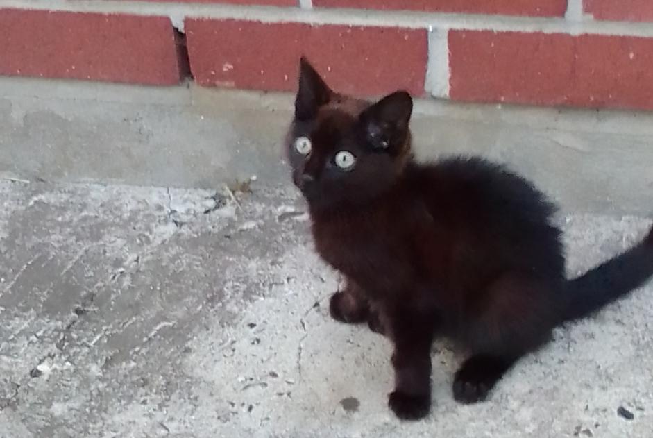 Fundmeldung Katze Weiblich Bruay-sur-l'Escaut Frankreich