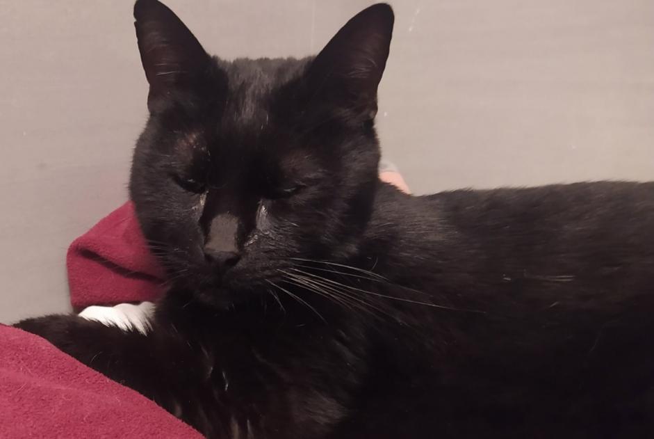 Vermisstmeldung Katze Männliche , 16 jahre Bougival Frankreich