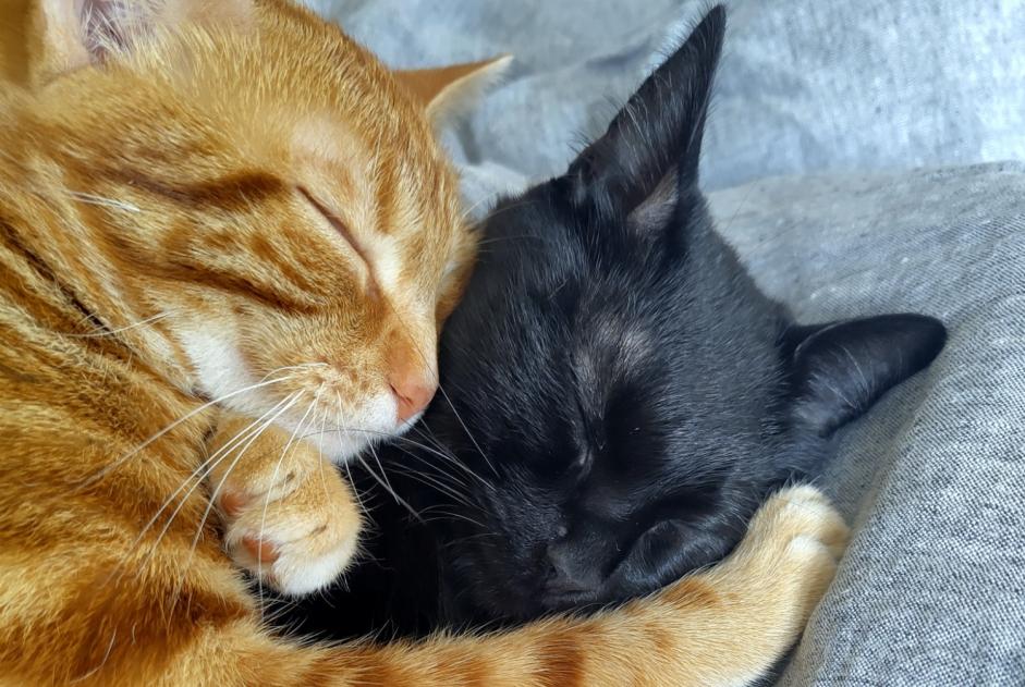 Vermisstmeldung Katze rassenmischung Weiblich , 1 jahre Houdan Frankreich