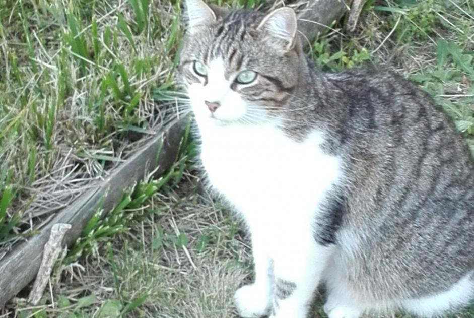 Alerta de Desaparición Gato  Macho , 8 años Vertou Francia