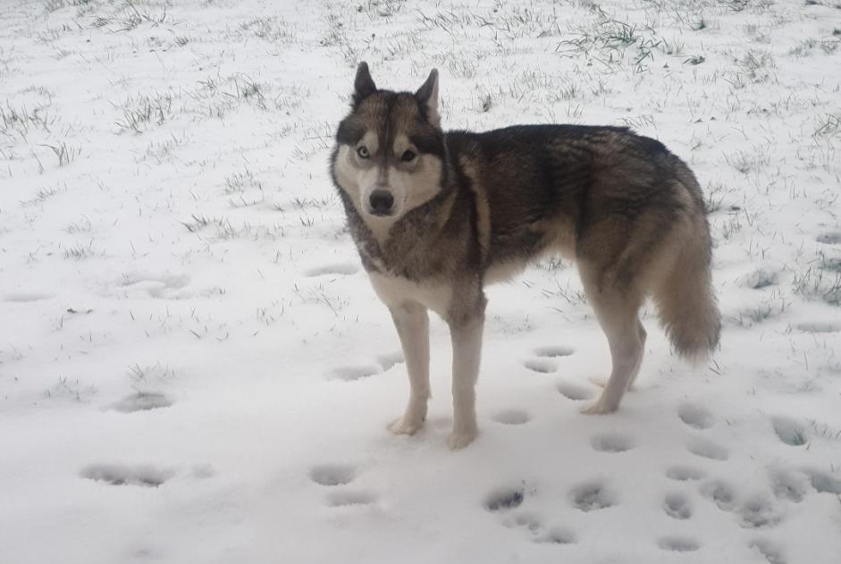 Alerta de Desaparición Perro  Macho , 8 años Hantay Francia