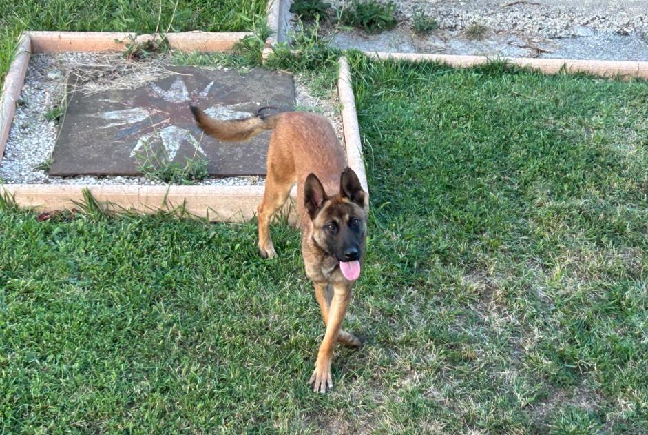 Alerte Découverte Chien  Inconnu Saint-Jean-Bonnefonds France