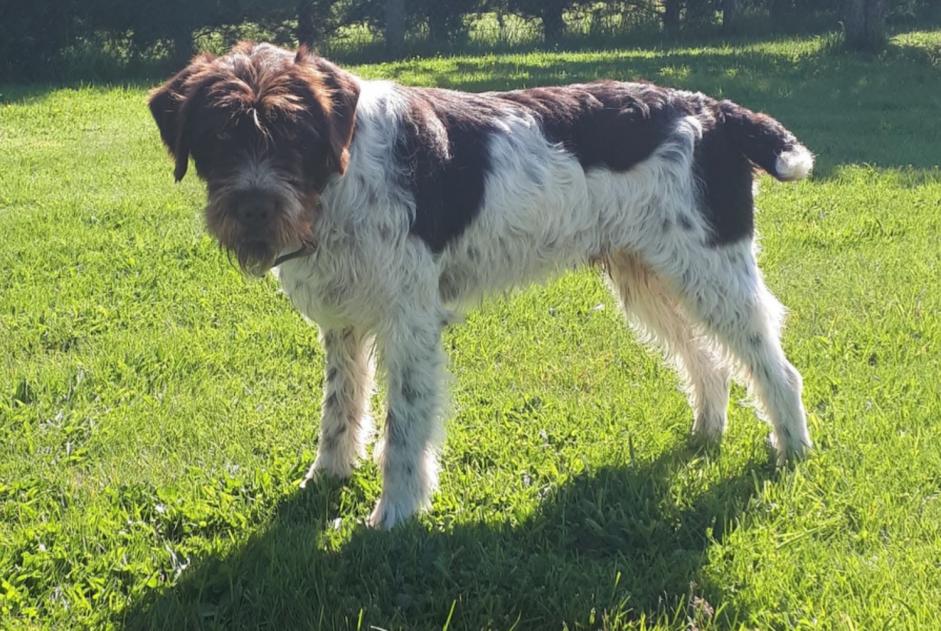 Alerta desaparecimento Cão  Macho , 6 anos Saint-Christophe-sur-Avre France